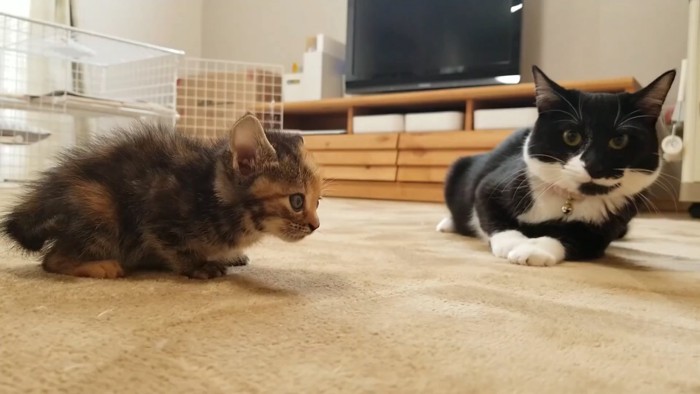 子猫と白黒の猫