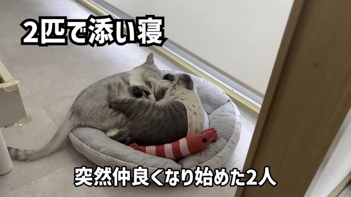 くっつく2匹の猫