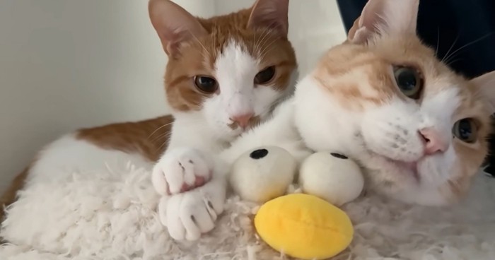 ベッドの上で寝ている二匹の猫