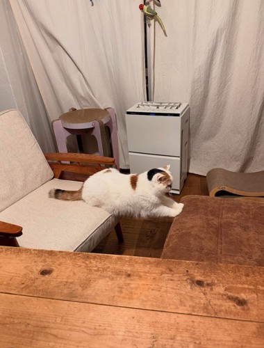 ソファと椅子に足をかけてブリッジをしているような体勢の猫