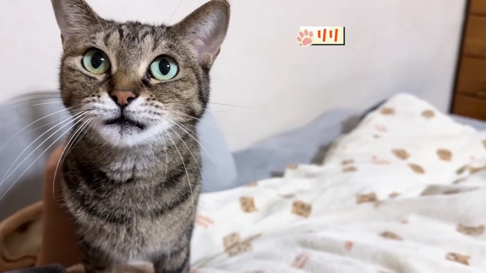 リリちゃん