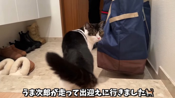 振り向く猫