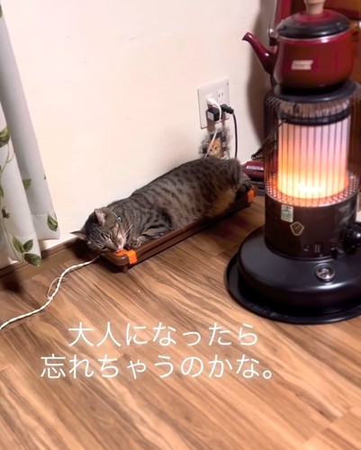 寝ているキジトラ猫