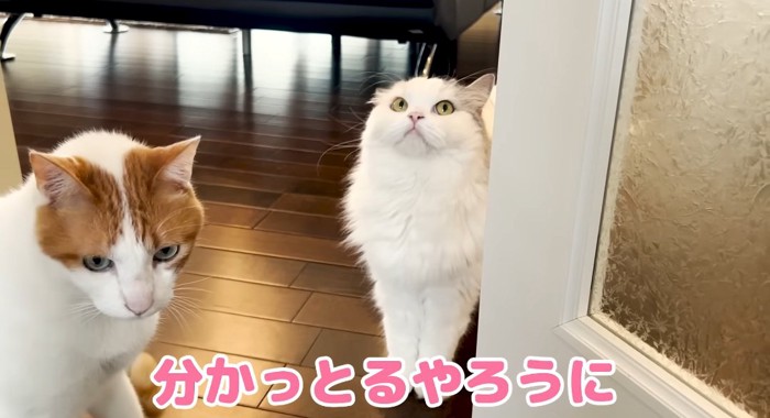 ドアの前の猫