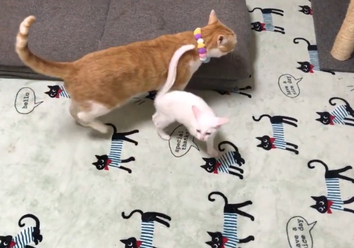 白猫がしっぽを茶白にくっつける