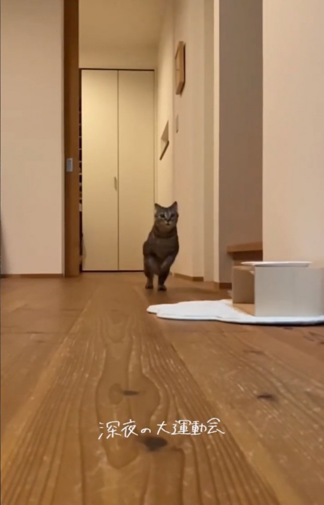 部屋を走り抜けるネネちゃん2