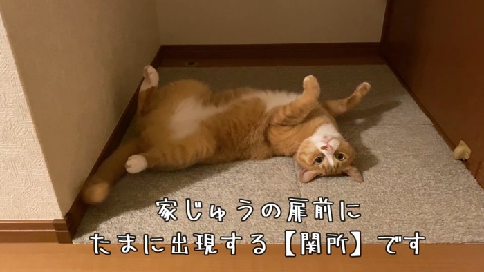 仰向けの猫