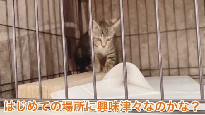 爪とぎをする子猫