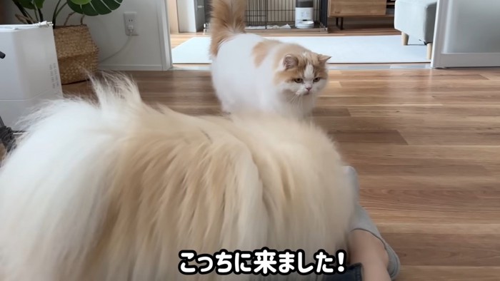 近付いてくる猫