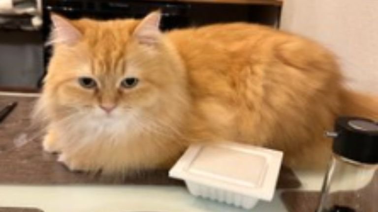 室内にいる猫