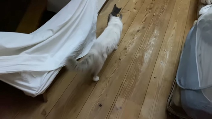 子猫についていく猫