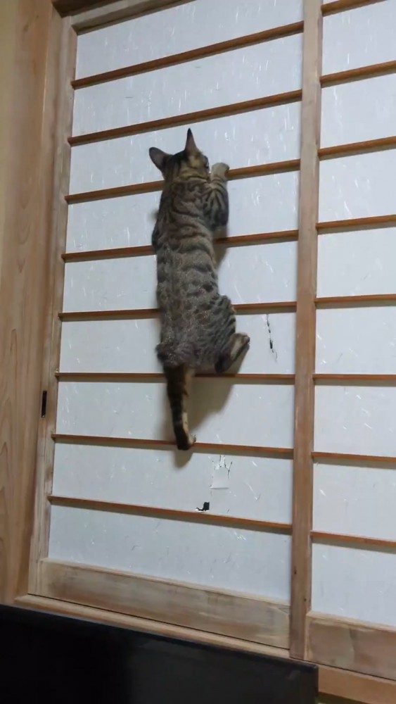 障子にしがみつく猫