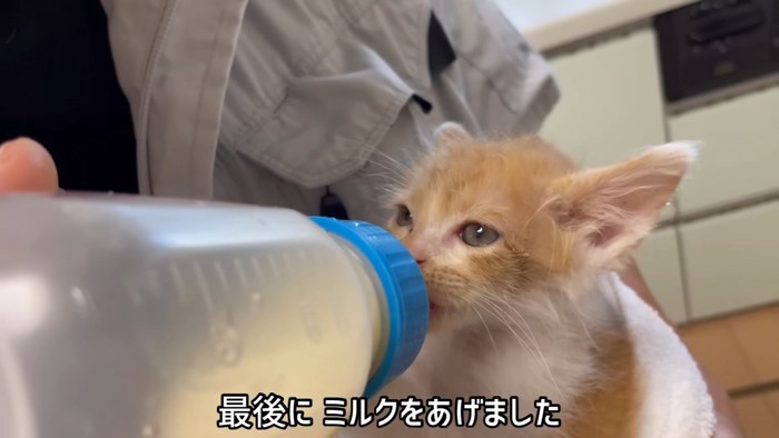 ミルクを飲む少し大きくなった子猫