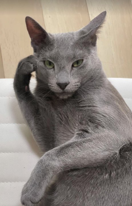 右前足を顔につけて寝ているカメラ目線の猫