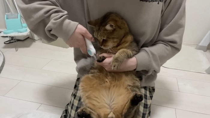 爪切りを見つめる姿