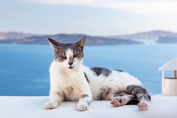 海をバックにくつろぐ猫