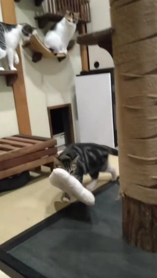 枕を運ぶ猫