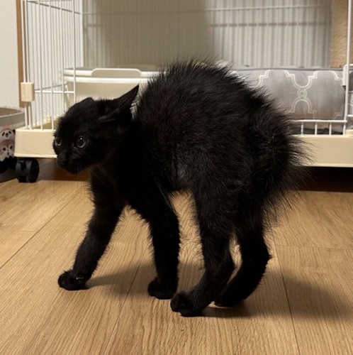 上を見て威嚇する子猫