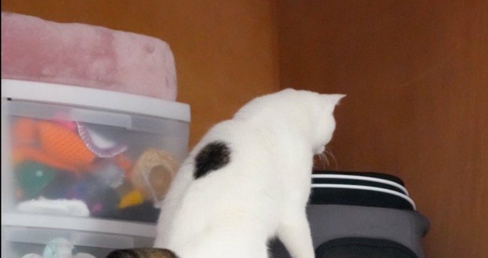押し入れに入ろうとする猫2