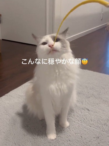 おもちゃで遊んでもらう猫