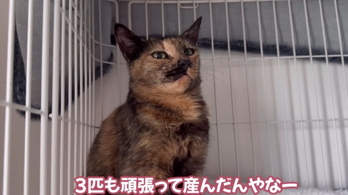 少し目を細める猫