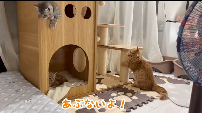 飛ぼうとする猫