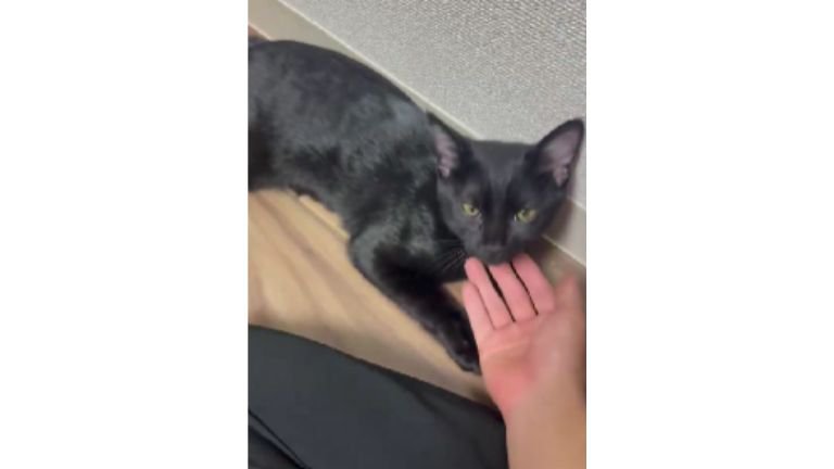 撫でられる猫
