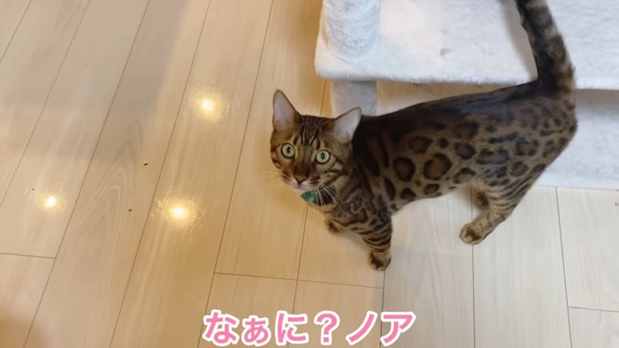 緑色の首輪の猫