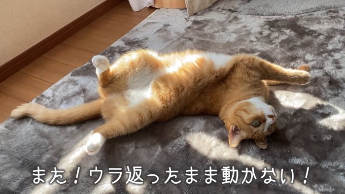 ヘソ天している猫