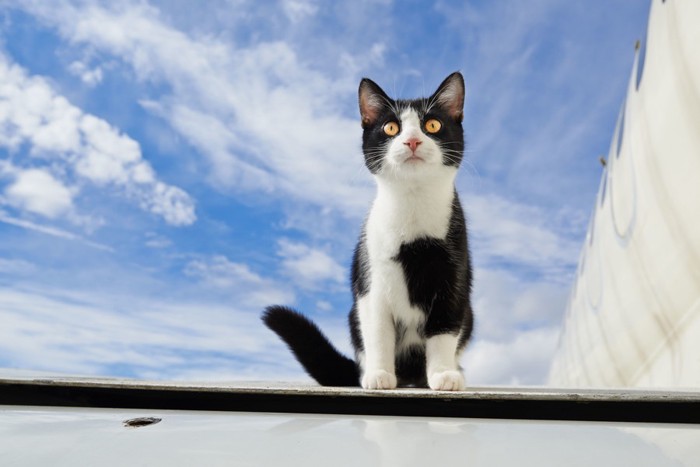 飛行機に乗る猫