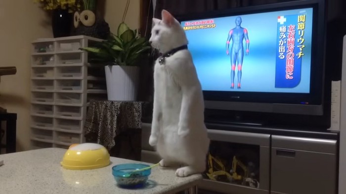 右を向く猫