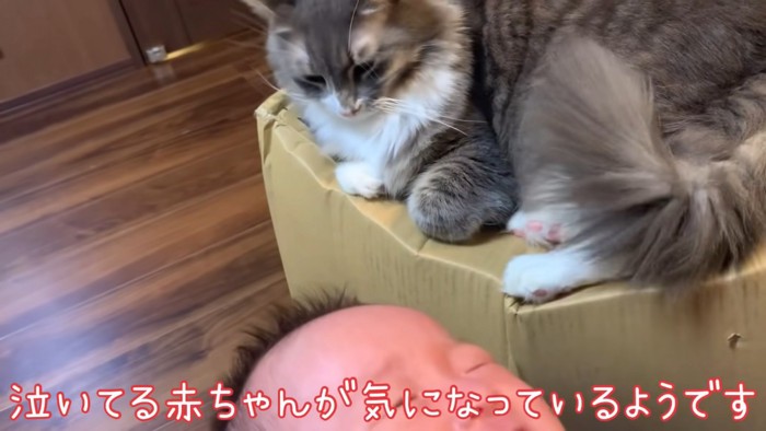 テロップ「泣いてる赤ちゃんが～」