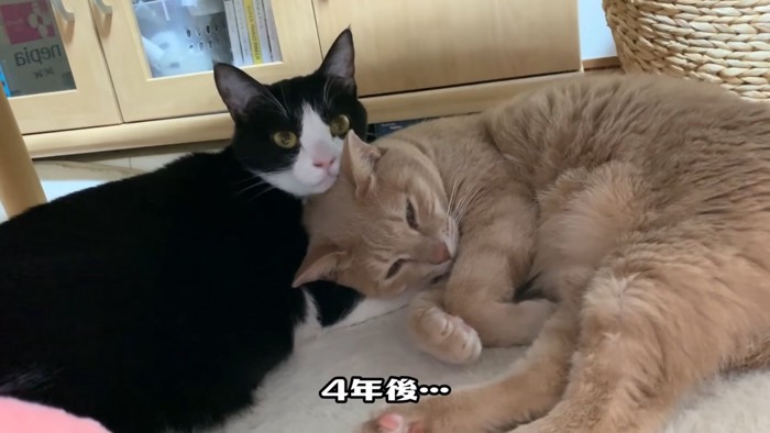 くっついている2ひきの猫