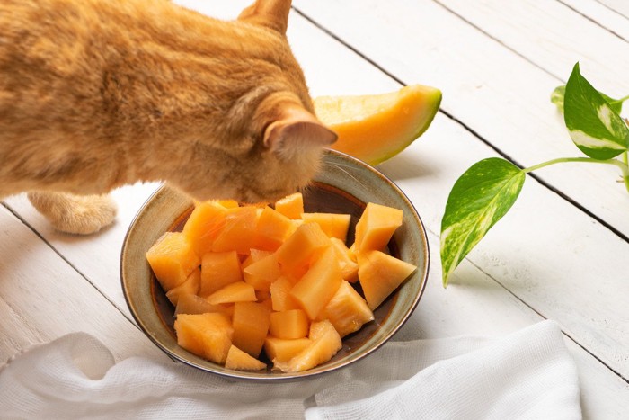 カットしたメロンに近づく猫