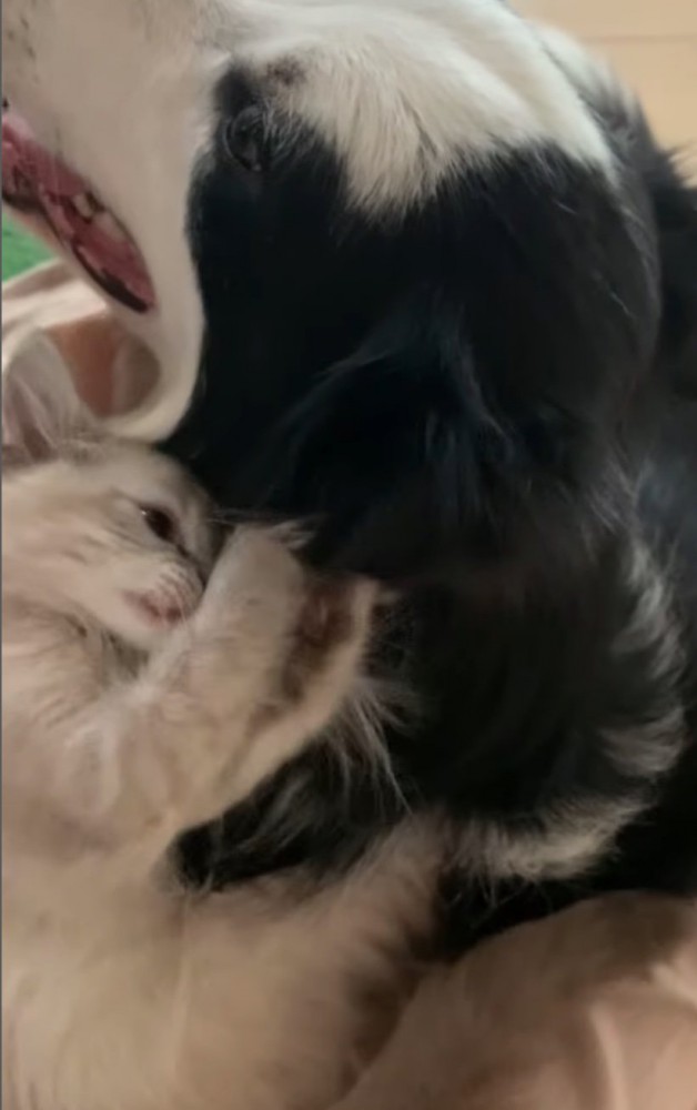 耳で遊ぶ子猫