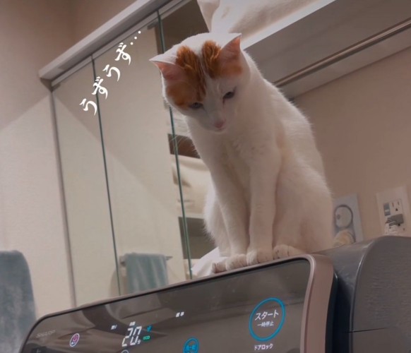 洗濯機に乗る猫アップ