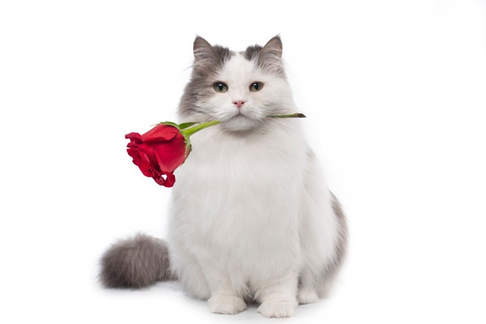 薔薇を咥えた猫