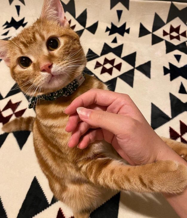 床で飼い主の手の上に手を乗せている猫