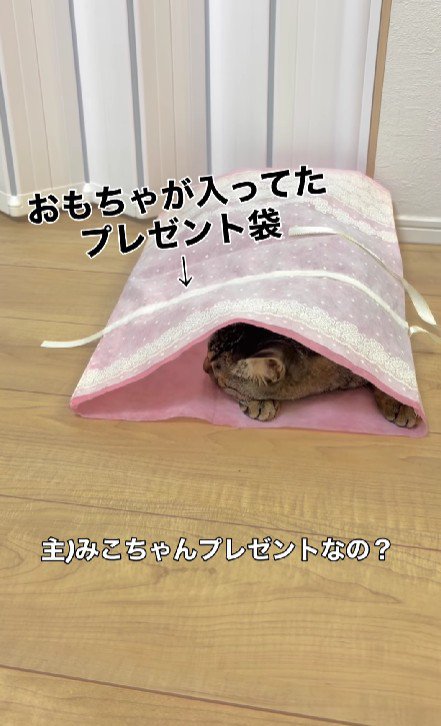 袋に入った猫