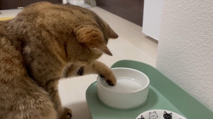 水飲みに手を入れる猫