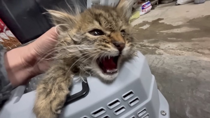 キャリーから顔を出して鳴く子猫