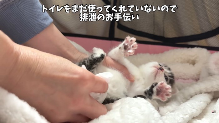 テロップ「トイレをまだ~」