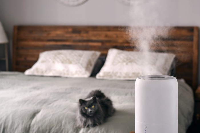 加湿器の霧を見る猫