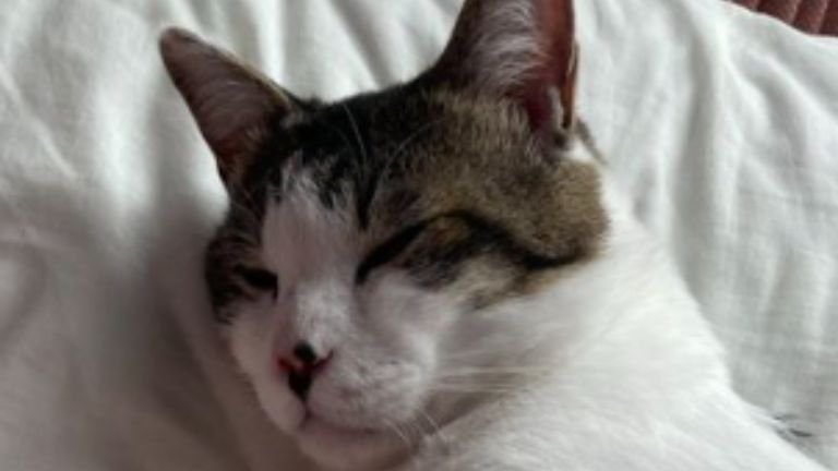 寝ている猫