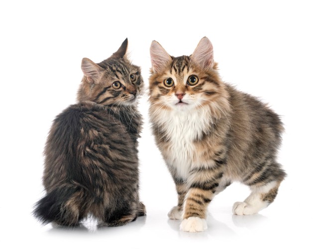 並んでいる2匹のクリリアンボブテイルの子猫
