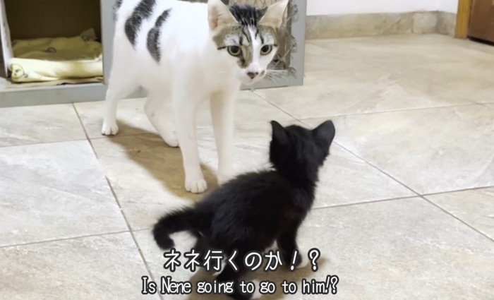 猫2匹