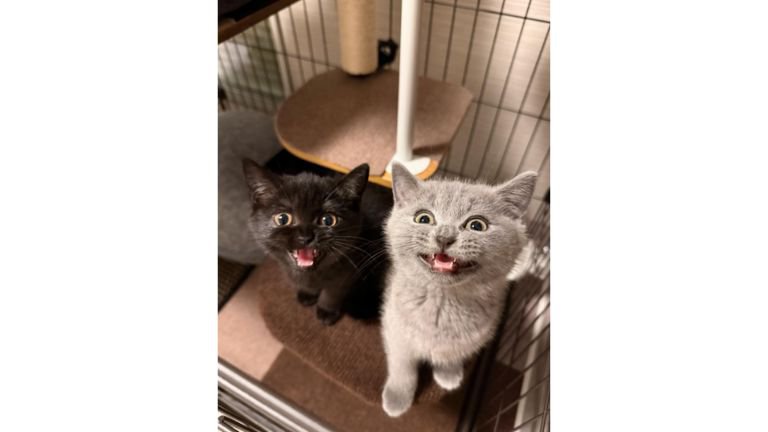 ケージにいる猫