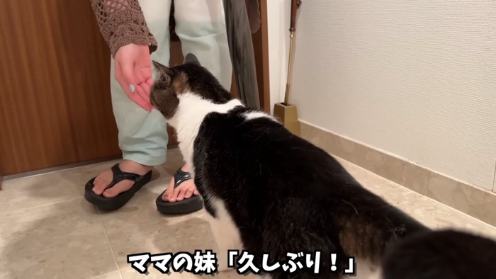 人の手のにおいを嗅ぐ猫