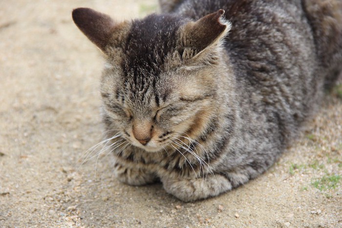 耳をカットされた猫