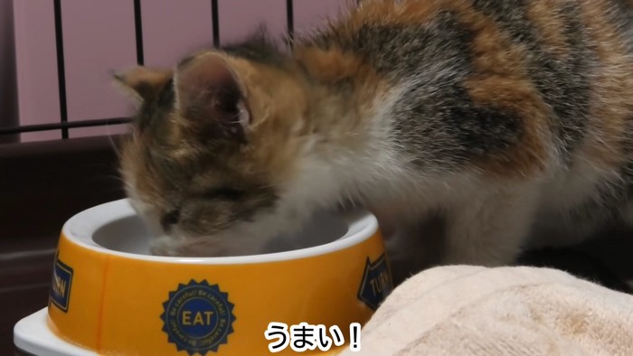 食事中の子猫